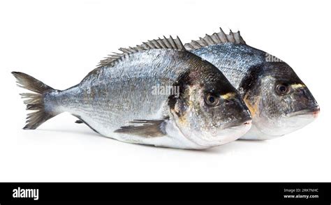 sea bream fish|Sea Bream: The Popular Mediterranean Fish .